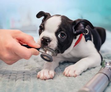 How Can I Prevent My Pet from Getting Heartworm? Prevention Tips and Testing