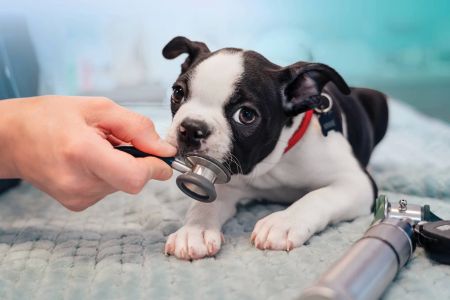 How Can I Prevent My Pet from Getting Heartworm? Prevention Tips and Testing