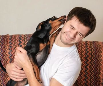 Why Does My Dog Constantly Lick His Ears? Causes and Treatment Options