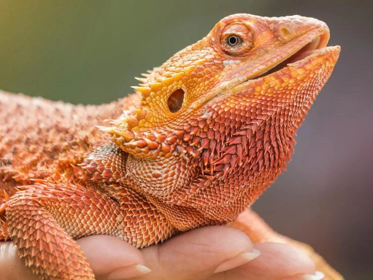 How to Handle a Pet Bearded Dragon Safely: Tips for Proper Care