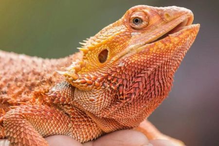 How to Handle a Pet Bearded Dragon Safely: Tips for Proper Care