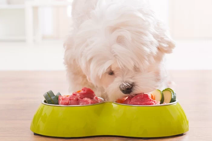 Best Dog Food for Sensitive Stomachs: A Comprehensive Guide to Choosing the Right Diet for Your Pup