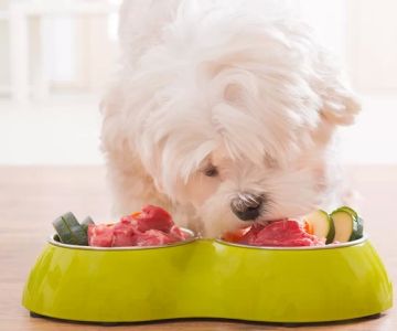 Best Dog Food for Sensitive Stomachs: A Comprehensive Guide to Choosing the Right Diet for Your Pup