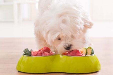 Best Dog Food for Sensitive Stomachs: A Comprehensive Guide to Choosing the Right Diet for Your Pup