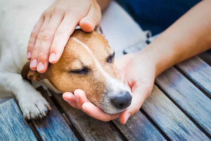 How to Recognize When Your Pet is in Pain and Needs Help