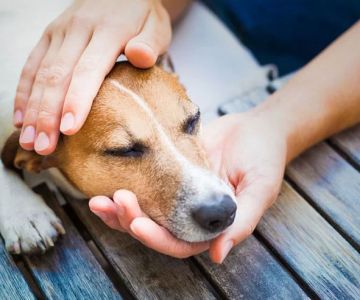 How to Recognize When Your Pet is in Pain and Needs Help