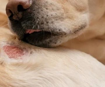 Dog Skin Rash Remedies: Effective Treatments to Soothe Your Dog's Skin