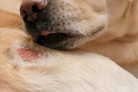 Dog Skin Rash Remedies: Effective Treatments to Soothe Your Dog's Skin