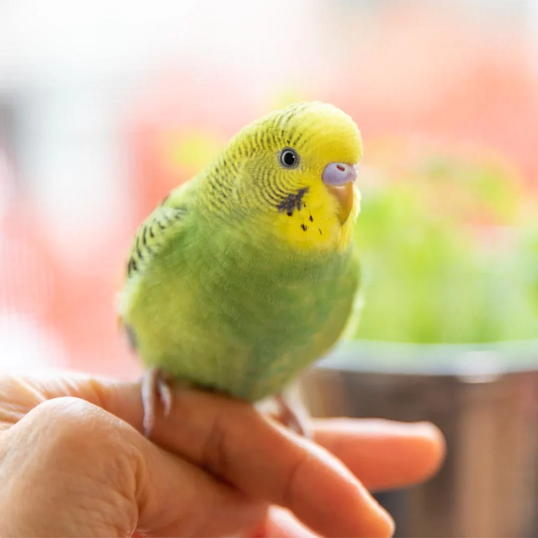 How to Train a Pet Bird to Talk: Tips and Techniques for Success
