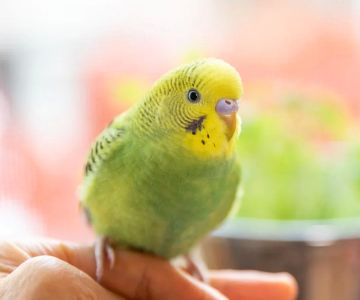 How to Train a Pet Bird to Talk: Tips and Techniques for Success
