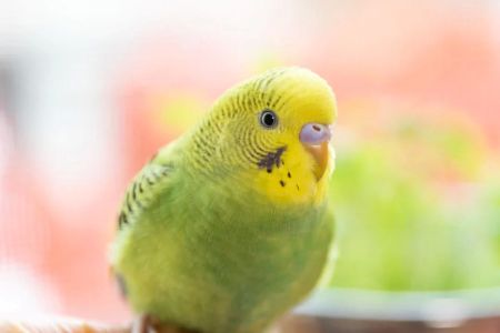 How to Train a Pet Bird to Talk: Tips and Techniques for Success