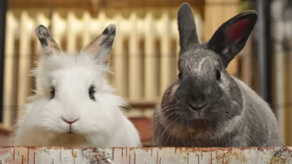 How to Manage Aggressive Behavior in Pet Rabbits: Understanding and Addressing Aggression