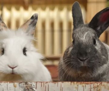 How to Manage Aggressive Behavior in Pet Rabbits: Understanding and Addressing Aggression