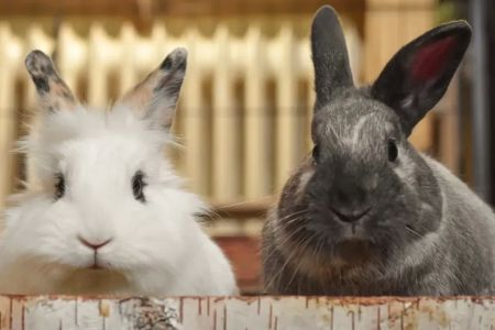 How to Manage Aggressive Behavior in Pet Rabbits: Understanding and Addressing Aggression