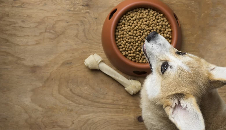 How to Prevent My Dog from Becoming Overweight