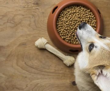 How to Prevent My Dog from Becoming Overweight