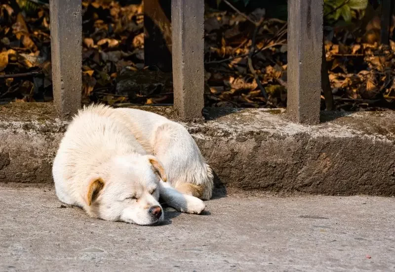 Why Does My Dog Have a Sensitive Stomach? Understanding the Causes and Solutions