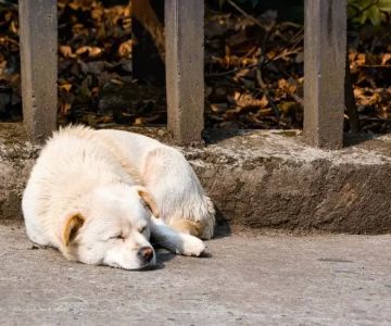 Why Does My Dog Have a Sensitive Stomach? Understanding the Causes and Solutions