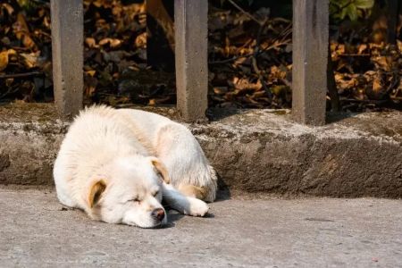 Why Does My Dog Have a Sensitive Stomach? Understanding the Causes and Solutions