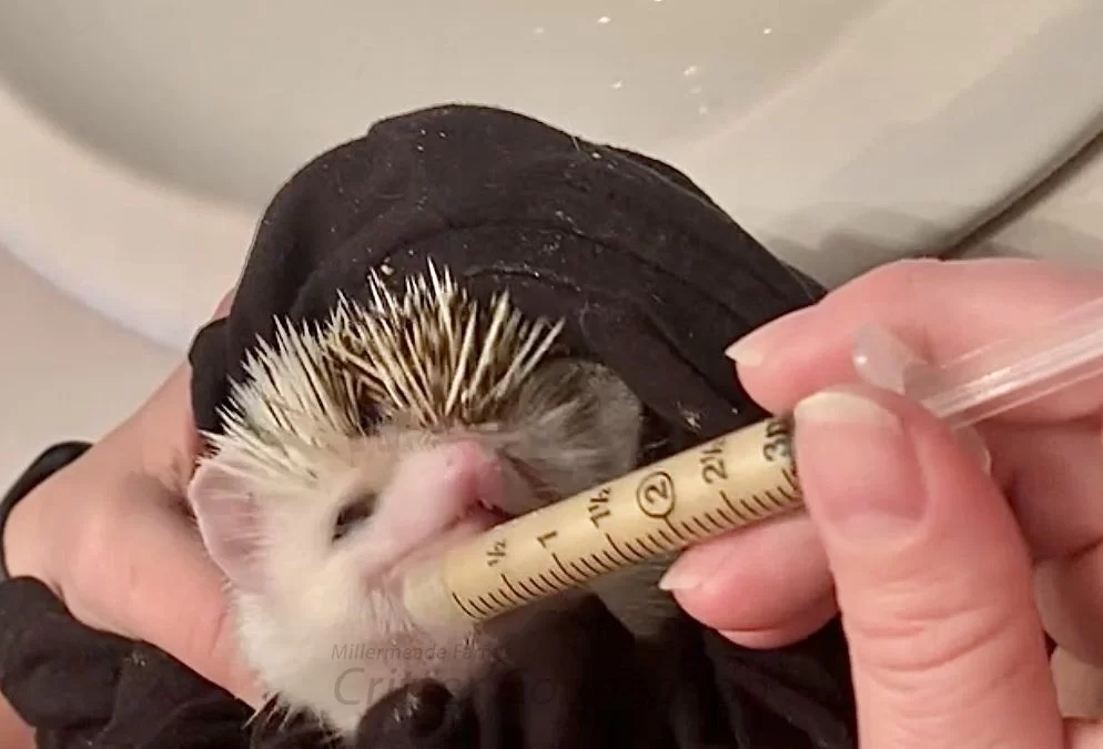Best Food Options for Pet Hedgehogs with Allergies: A Guide to Feeding Sensitive Hedgehogs