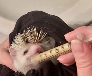 Best Food Options for Pet Hedgehogs with Allergies: A Guide to Feeding Sensitive Hedgehogs