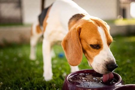 What Are the Signs of Pet Dehydration and How to Treat It?