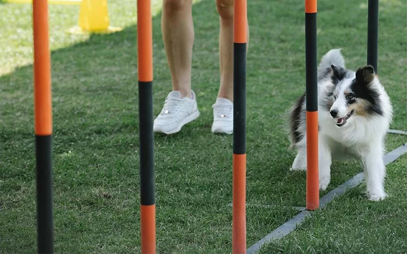 How to Train a Dog to Sit: A Comprehensive Guide to Effective Training