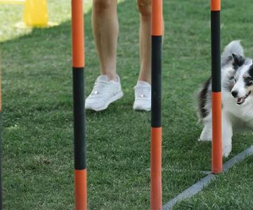 How to Train a Dog to Sit: A Comprehensive Guide to Effective Training