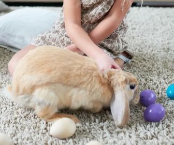 How to Keep a Pet Rabbit Entertained During the Winter: Fun Activities and Care Tips