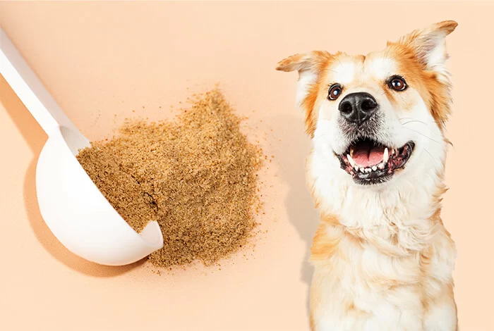 High-Fiber Dog Food for Digestive Health: Improve Your Dog’s Gut Health Naturally