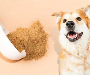 High-Fiber Dog Food for Digestive Health: Improve Your Dog’s Gut Health Naturally