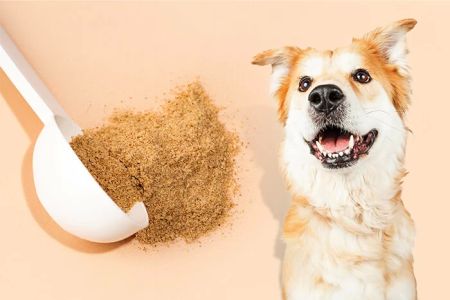 High-Fiber Dog Food for Digestive Health: Improve Your Dog’s Gut Health Naturally