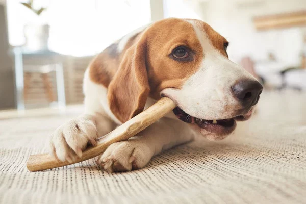 How to Stop a Dog from Chewing Everything: Effective Solutions and Tips