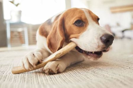 How to Stop a Dog from Chewing Everything: Effective Solutions and Tips