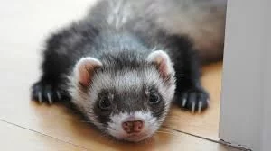 How to Handle a Pet Ferret with Health Problems: Caring for Sick Ferrets