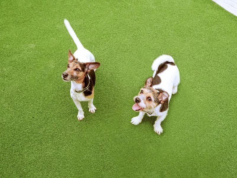 How to Introduce a Dog to a New Puppy: A Step-by-Step Guide for a Smooth Transition