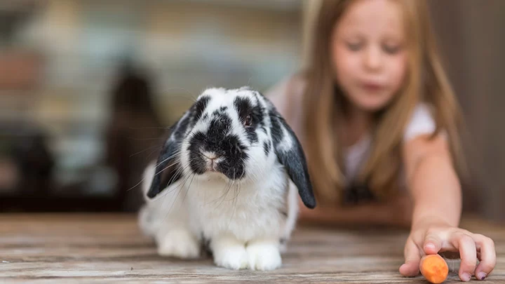 Best Diets for Pet Rabbits with Digestive Problems: Improve Your Rabbit's Digestion