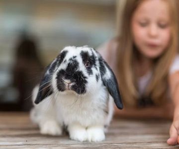 Best Diets for Pet Rabbits with Digestive Problems: Improve Your Rabbit's Digestion