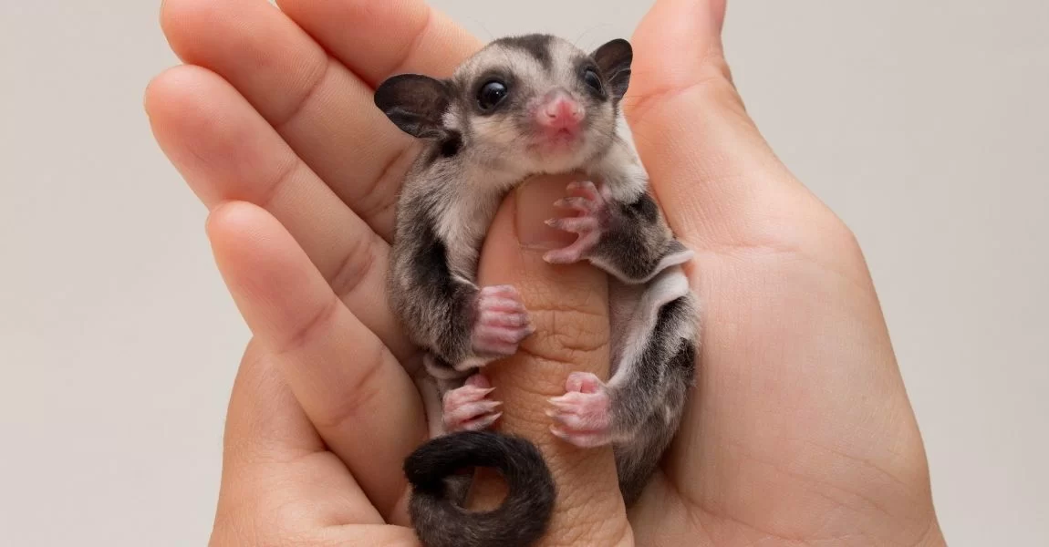 Pet Care for Sugar Gliders: The Essential Guide to Keeping Your Sugar Glider Happy and Healthy