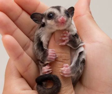 Pet Care for Sugar Gliders: The Essential Guide to Keeping Your Sugar Glider Happy and Healthy