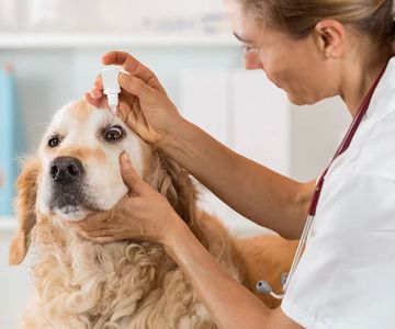 How to Know if Your Pet’s Vet is the Right Fit: Tips for Finding the Best Vet for Your Pet