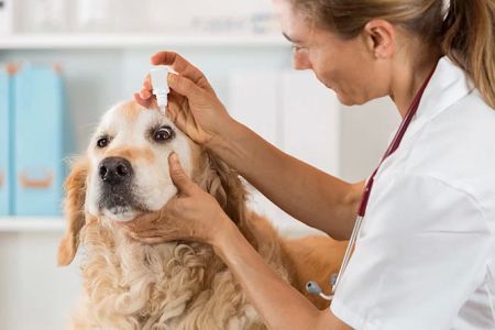 How to Know if Your Pet’s Vet is the Right Fit: Tips for Finding the Best Vet for Your Pet