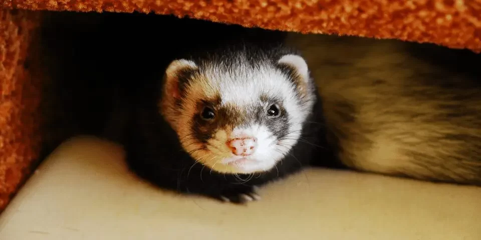 How to Make Your Pet Ferret’s Environment Fun: Tips for Creating an Exciting Habitat