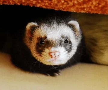 How to Make Your Pet Ferret’s Environment Fun: Tips for Creating an Exciting Habitat