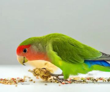 Best Bird Food for Parrots: Top Choices for a Healthy and Happy Pet