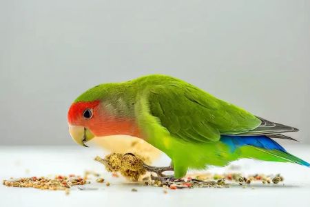 Best Bird Food for Parrots: Top Choices for a Healthy and Happy Pet