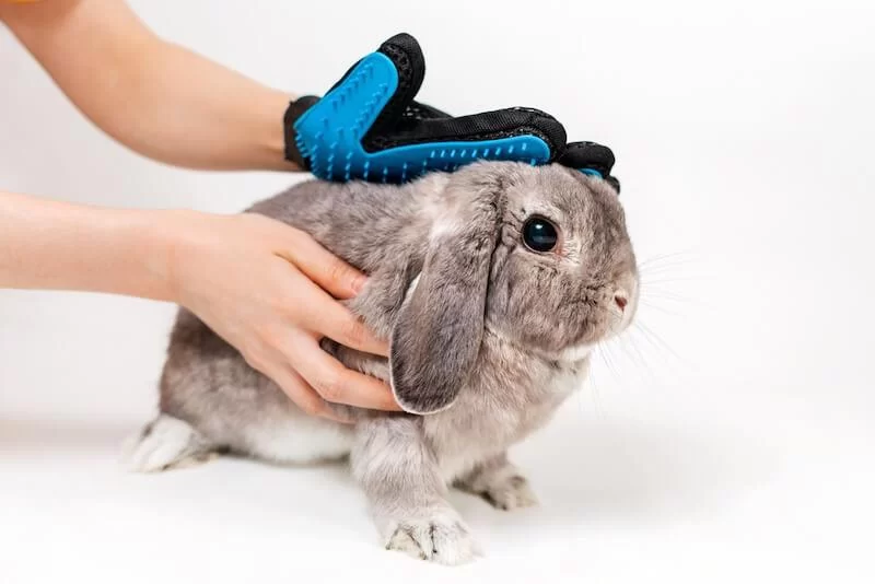 Caring for a Pet Rabbit During Molting Season: Essential Tips for Keeping Your Rabbit Comfortable