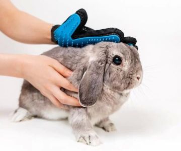 Caring for a Pet Rabbit During Molting Season: Essential Tips for Keeping Your Rabbit Comfortable
