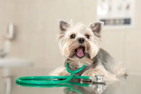 The Latest Trends in Veterinary Care for Pets: Innovations and Advances in Pet Healthcare