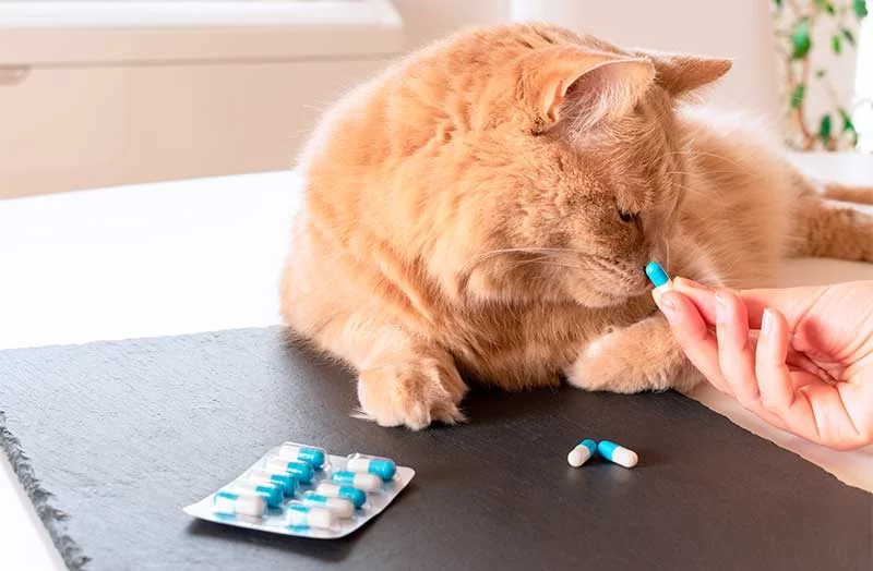 Best Ways to Manage a Pet’s Medication: Effective Tips for Pet Owners
